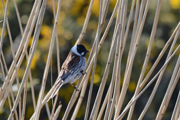 reed bunting